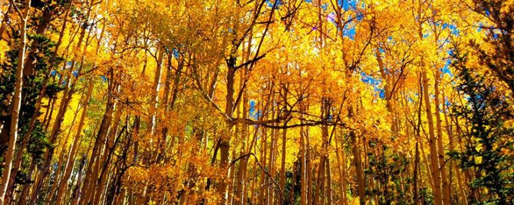 Aspens during the fall